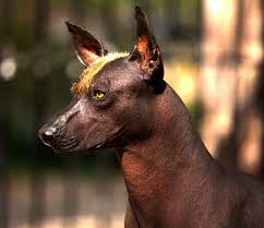 We did not find results for: Perros Y Gatos