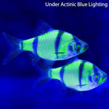 Glo Barb Fisch Home Lebende Aquarienfische Susswasserfische Pflanzen Glofish Amp Aquarienfischegt Barb Fi Glofish Live Aquarium Fish Aquarium Fish