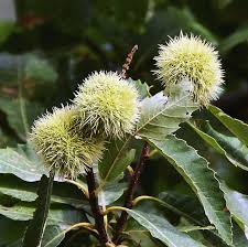 Chestnut Delicacy Of The Region At The Col De Babaou Visit France Region Chestnut