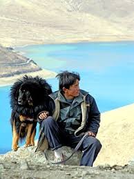 Luckily, if you want to buy a tibetan mastiff in spain you have to pay much less. Tibetan Mastiff Wikipedia