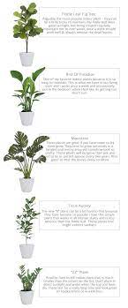 Maybe you would like to learn more about one of these? Best Indoor House Plants For Beginners