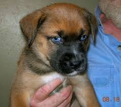 Boxer Husky Mix Puppies For Sale Zoe Fans Blog Boxer Husky Mix Boxer Mix Puppies Husky Mix