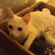 pin de zeynep em kedi carros antigos brasileiros carros antigos