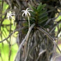 Image result for Rangaeris