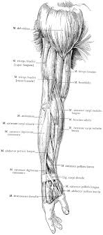These flexor muscles are all located on the anterior side of the upper arm and extend from the humerus and scapula. Lateral View Of The Superficial Muscles Of The Arm Clipart Etc