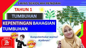 Jika pertumbuhan tumbuhan lebih pada perubahan fisik materi pertumbuhan dan perkembangan tumbuhan akan menjadi pokok bahasan artikel ini. Kepentingan Warna Kepada Tumbuhan Sains Cute766