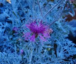 Image result for Centaurea praecox