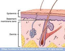 Maybe you would like to learn more about one of these? Basement Membrane Basement Membrane Membrane Serous Membrane
