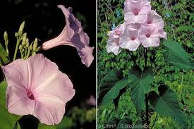 Image result for Ipomoea carnea