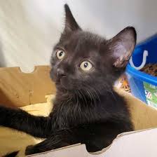 See our rescue dogs and cats available for adoption in southern california & colorado. Adopt Doodle Cat Adoption Kitten Adoption Cats