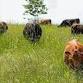 Noble Grazing Essentials