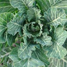 1/8 tsp of black pepper. Hearty Collards And Kale Provide A Burst Of Flavor After Winter Survival The Spokesman Review