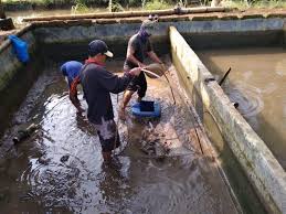 Kth Tunas Harapan Akhirnya Panen Ikan Nila Data Alam