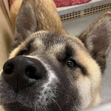 Maybe you would like to learn more about one of these? Albuquerque Animal Welfare Home Facebook