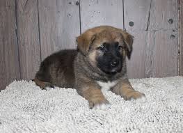 They are a cross between an akita and the original gfp puppy finder. Akita Shepherd History Facts Personality Temperament Care