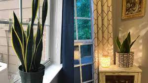 Sansevieria is a tropical plant that thrives in low light. How Much Light Does A Snake Plant Need Solved Garden For Indoor