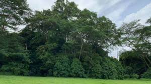Dover forest housing project to meet the demand for housing in the area. Plans For Ulu Pandan Revised A Third Of Dover Forest Set Aside For Public Housing Nature Park To Be Established Cna