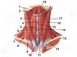 Shoulder girdle , radiographs :. Human Anatomy Lab Neck Muscles Flashcards Quizlet