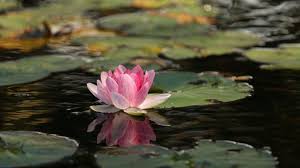 Check spelling or type a new query. 15 Contoh Tumbuhan Hidrofit Higrofit Xerofit Dan Saprofit