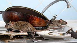 If you do your best to prevent an infestation of pests, there is always a chance that they may find a way to move. 4 Common Commercial Kitchen Pests How To Prevent Them