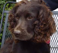 Find boykin spaniel dogs and puppies from north carolina breeders. Tabby S Sweet Boykins Home Facebook