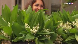 C'est en 1937 qu'il en fut ainsi, sous le front populaire qui fit du muguet, son porte bonheur. Nantes Acheter Son Brin De Muguet Le 1er Mai Est Une Evidence Lci