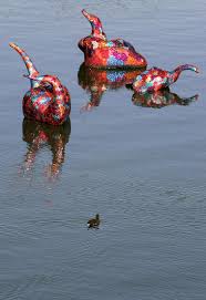 Image result for Heywoodia