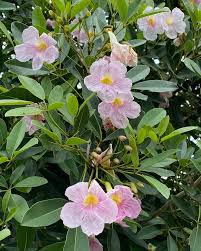 Image result for Tabebuia heterophylla
