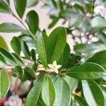 Image result for Erythroxylum emarginatum