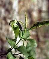 Image result for Excoecaria bussei