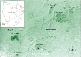 Image result for Oreobambos buchwaldii