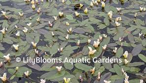 Image result for Aponogeton rehmannii