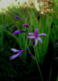 Image result for Radinosiphon leptostachya