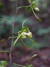 Image result for Oeceoclades saundersiana