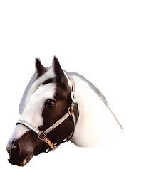 Saddle Up July 2024 by Saddle Up Magazine Canada