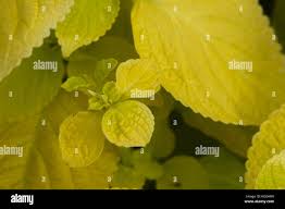 Image result for Plectranthus swynnertonii