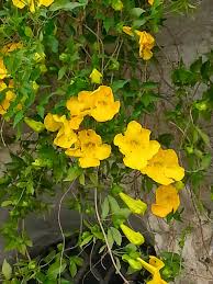 La pianta è ideale per chi vuole un arrampicante facile da integrarsi con qualsiasi tipo di supporto, che sia sempreverde e con fiori rosa e bianchi dal profumo delicato. Fiori Gialli Rampicanti