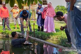 Ikan patin masak pindang, rasanya sangat menggugah selera makan, campuran aneka bumbu bahan 1. Mangenal Kampung Patin Di Kabupaten Kampar Antara News Riau