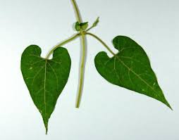 Honeyvine Milkweed Integrated Crop Management