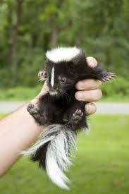 I keep my operation small so i can assure that every baby receives proper socialization. Skunk Guru News