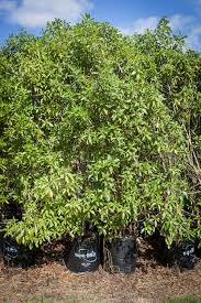 Image result for Myoporum laetum