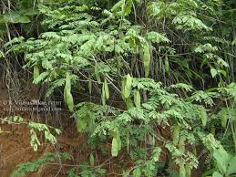 Image result for Dalbergia