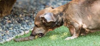 Шак шьян э луан женился на скорую руку да на долгую муку. Les Solutions Pour Que Votre Chien Cesse De Manger Ses Selles