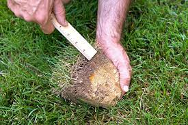 Check spelling or type a new query. Why When And How To Dethatch A Lawn Better Homes Gardens
