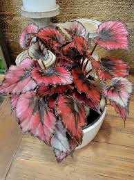 Image result for Begonia rex
