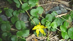 Image result for Lysimachia djalonis
