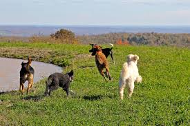 Paws & pals pet resort provides luxury dog boarding, doggy daycare, grooming, and transportation services for dogs in prior lake, savage, and lakeville. Countryside Dog Camp Boarding Dog Kennel Boarding Doggy Daycare Nepa