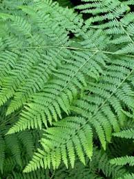 Pteridium Aquilinum Adlerfarn Farne Graser Und Farne Baumschule New Garden Baumschule Newgarden Farn Farne Garten Pflanzenteile