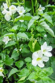 Image result for Asystasia