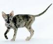 Oriental Shorthair Breeders - breedlist